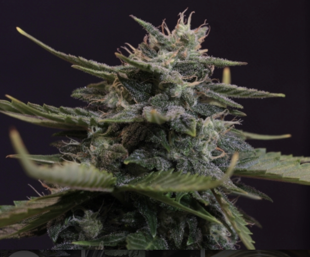 Cannabis Seeds Review Cannabis Seeds Store