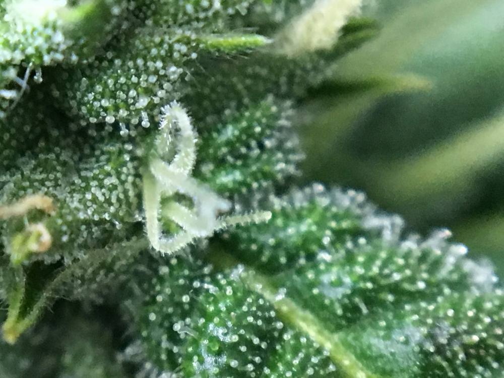 CBD Crack Auto Feminised Cannabis Seeds By Fast Buds Review