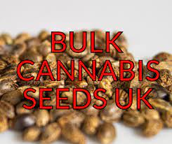 Bulk Cannabis Seeds: Why They Are Revolutionizing the Growing Experience.