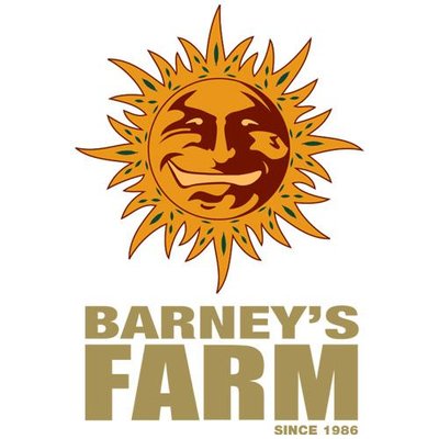 Kush Mintz Feminised Cannabis Seeds | Barney's Farm 
