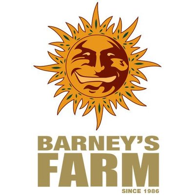 Skywalker OG Auto Feminised Cannabis Seeds | Barney's Farm 