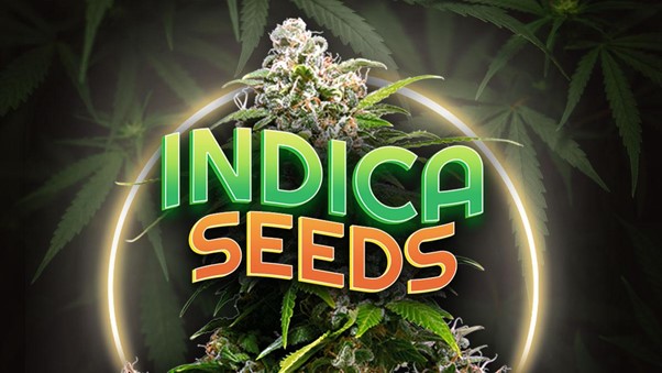 Discover the Best Pure Indica Cannabis Seeds.