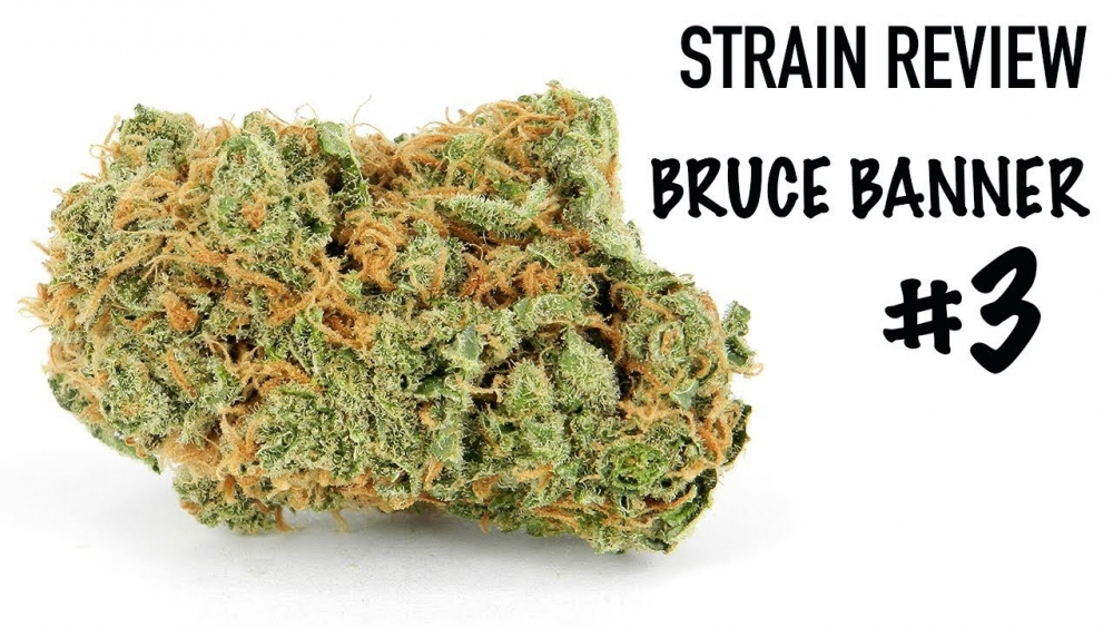 Power of Bruce Banner Cannabis Seeds at Cannabis Seeds Store.