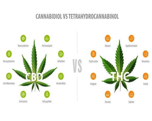 Understanding THC and CBD: The Two Primary Cannabis Seeds Compounds.