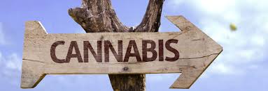 Buy Cannabis Online UK | Cannabis Seeds Store