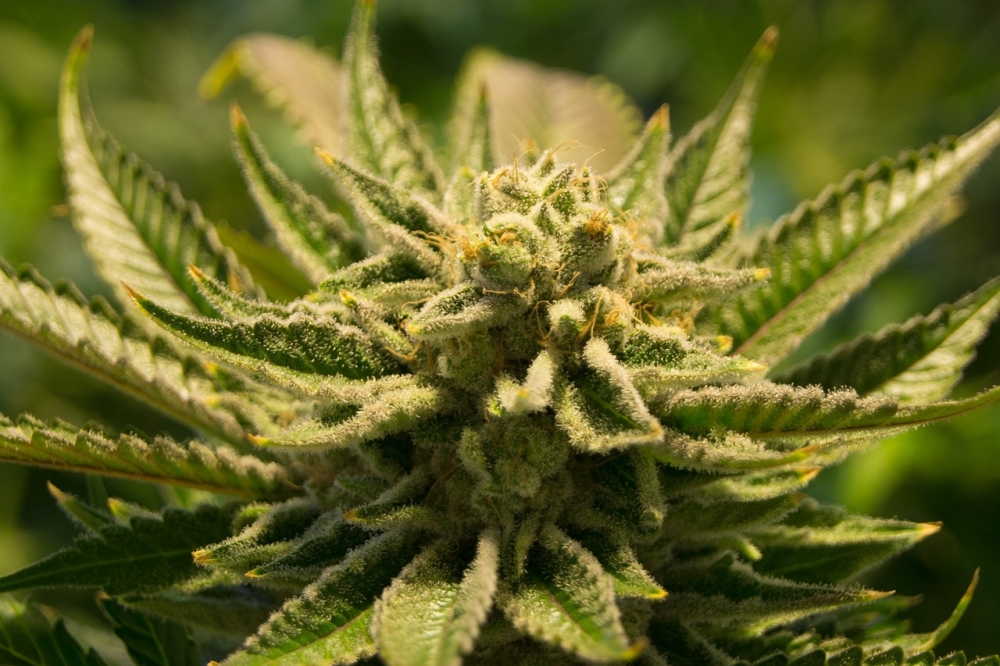 Exceptional Deals: Explore Cannabis Seeds Store Promotions Today! Exceptional Deals: Explore Cannabis Seeds Store Promotions Today!