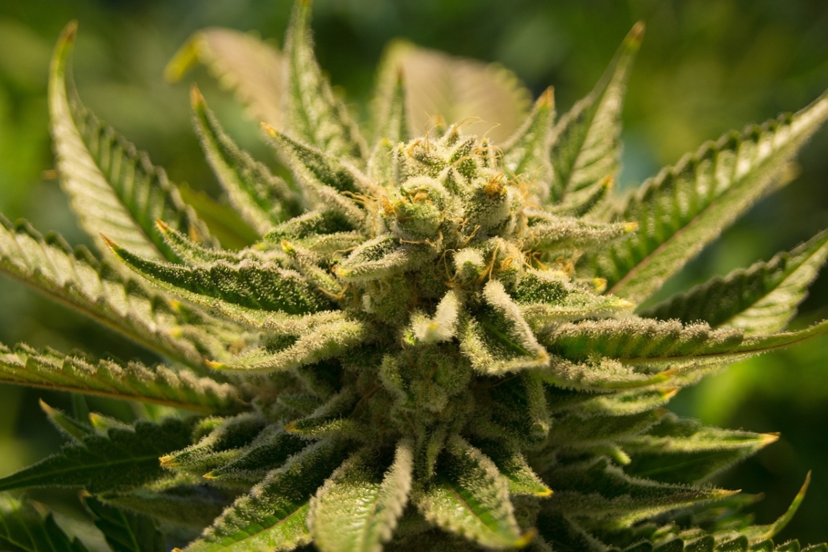 Understanding Cannabis Seeds: Your Cultivation Journey.