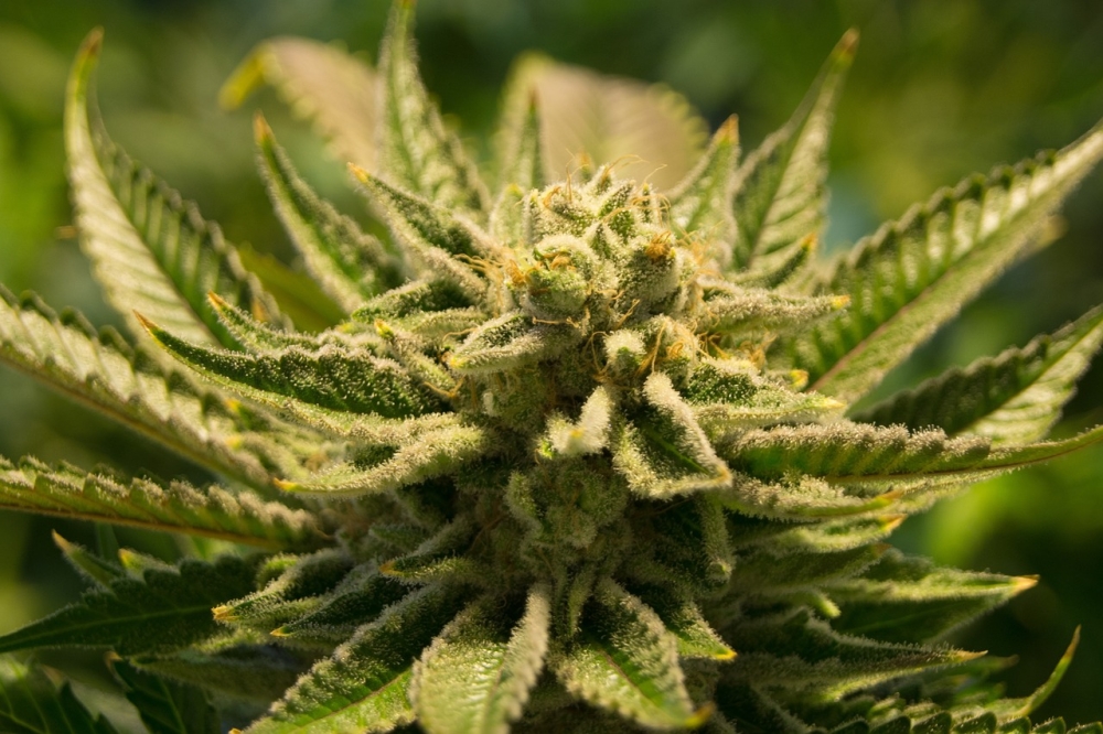 A Buying Cannabis Seeds Online with Exclusive Promotions.