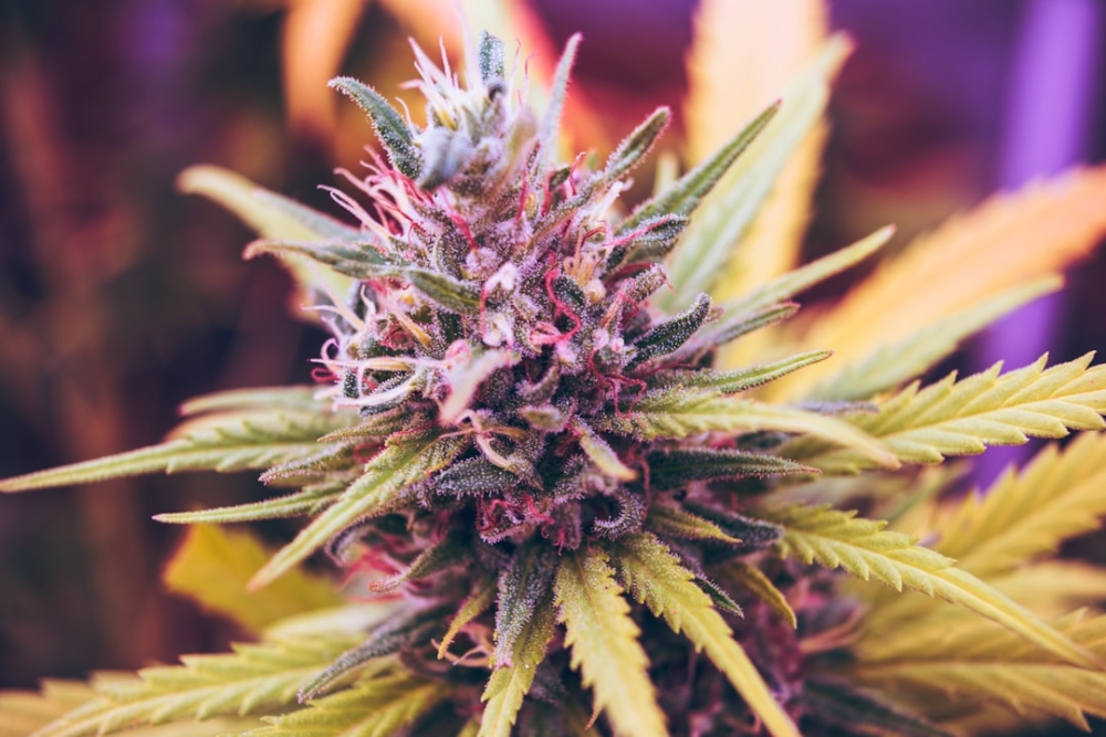 Stardawg Cannabis Seeds Tested: Exploring the Traits of a Rising Star.