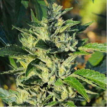 Buy Cannabis Seeds from Cannabis Seeds Store