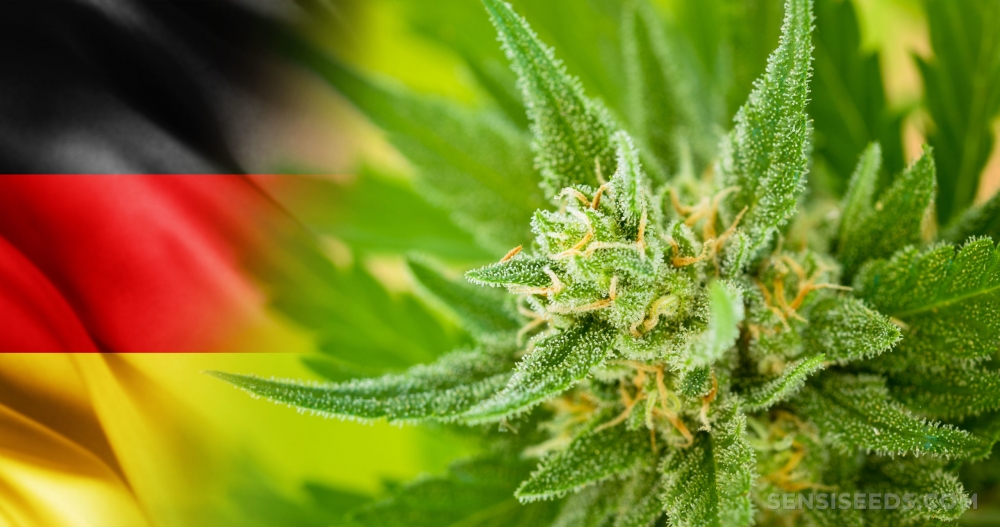 Perfect Cannabis Seeds for the German Market: Indica vs. Sativa