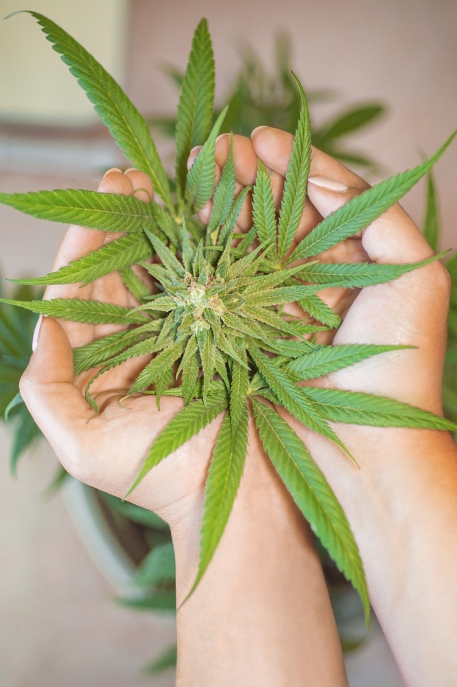 Expert Tips for Buying Cannabis Seeds from the Best Seeds. Expert Tips for Buying Cannabis Seeds from the Best Seeds.