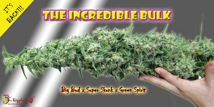 Dr Krippling Incredible Bulk Review | Cannabis Seeds Store