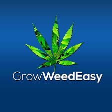 Discover the Easy to Grow Cannabis Seeds Strains at Cannabis Seeds Store.