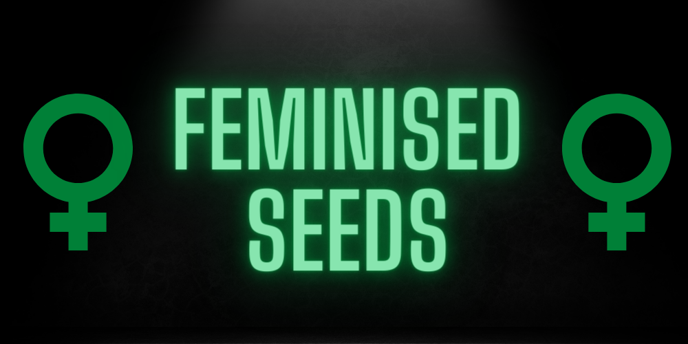 How to Find the Best Seeds Store for Feminized Cannabis Seeds. How to Find the Best Seeds Store for Feminized Cannabis Seeds.
