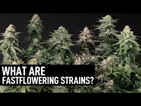 Discover the Speedy Delights: Fast Flowering Cannabis Seeds