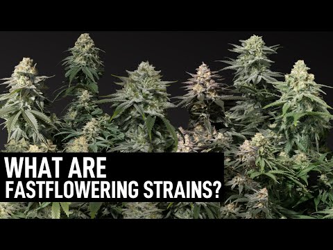 Fast Flowering Cannabis Seeds Strains at Cannabis Seeds Store.
