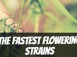 The Secrets to Rapid Blooms: The Best Fast Flowering Cannabis Seeds.