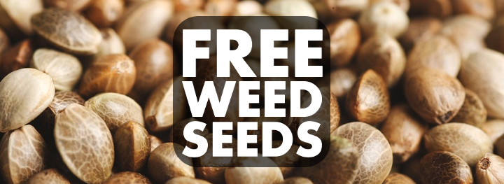 Buy the Most Affordable Cannabis Seeds Online and Receive Free Seeds Buy the Most Affordable Cannabis Seeds Online and Receive Free Seeds