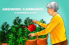 Easy-to-Grow Cannabis Seeds Strains At Cannabis Seeds Store.