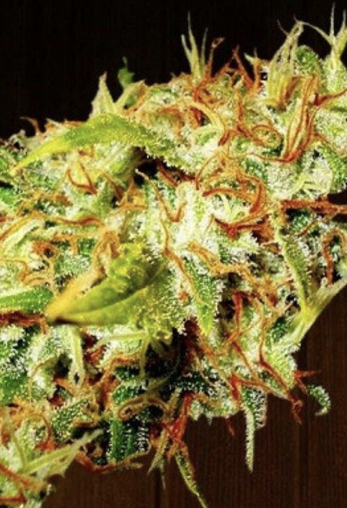 Cannabis Seeds Reviews - Ace Seeds