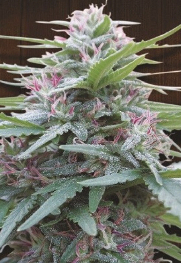 Cannabis Seeds Reviews - Ace Seeds