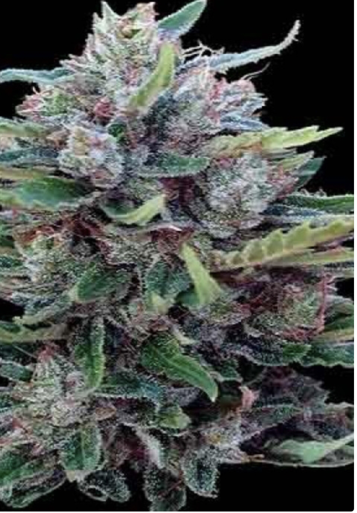 Cannabis Seeds Reviews - Ace Seeds