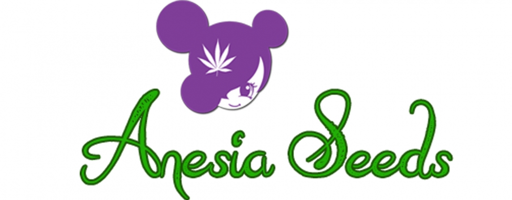 Cannabis Seeds Review Anesia Seeds - Cannabis Seeds Store