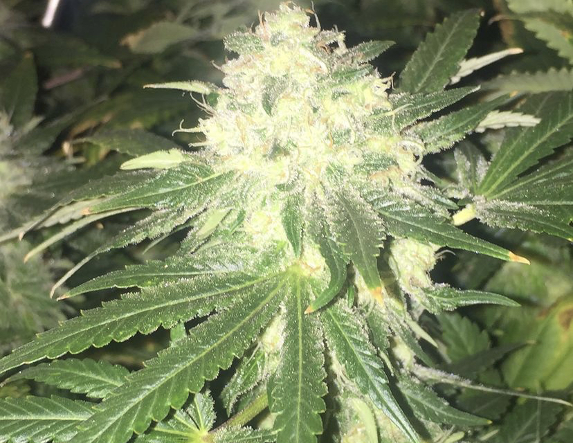 Cannabis Seeds Reviews