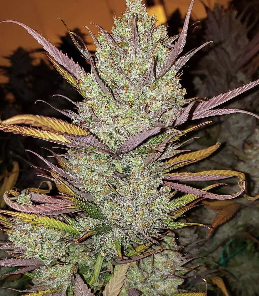 Cannabis Seeds Reviews