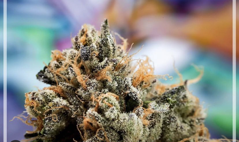 Cannabis Seeds Reviews