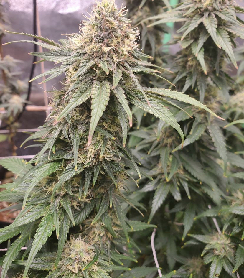 Cannabis Seeds Reviews