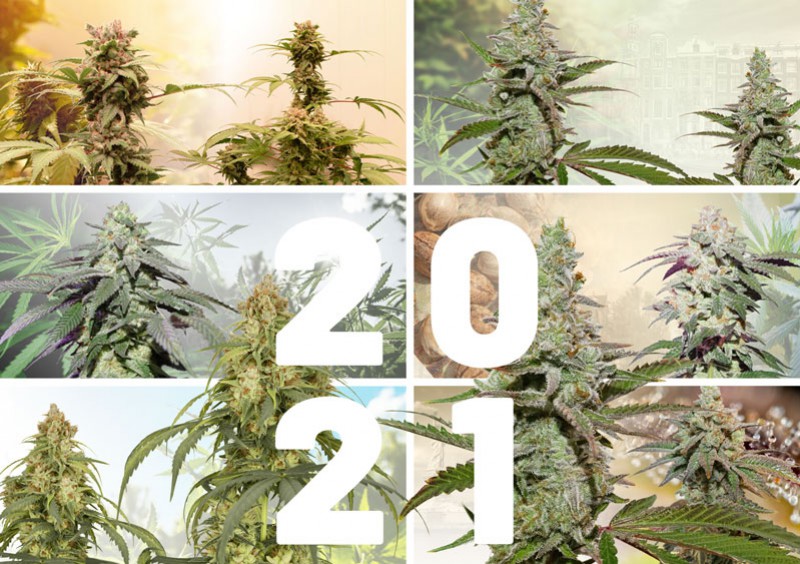 Best Cannabis Seeds for 2021 - Cannabis Seeds Store