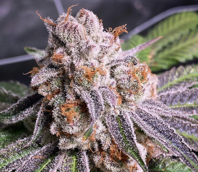 Cannabis Seeds Store