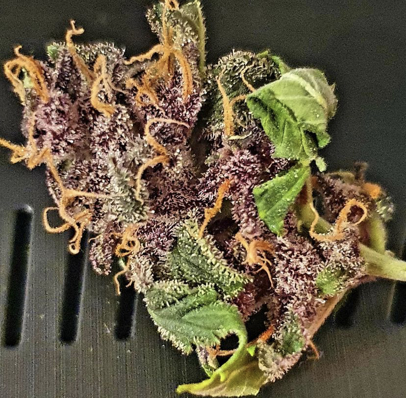 cannabis sEeds STore