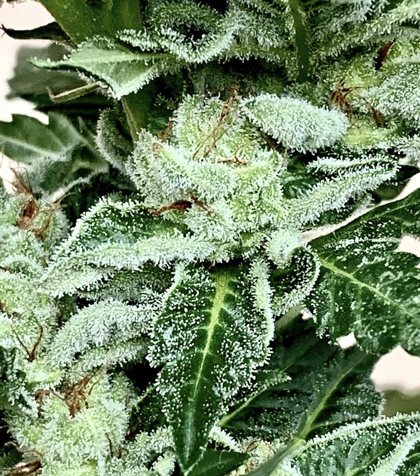 Cannabis Seeds Store