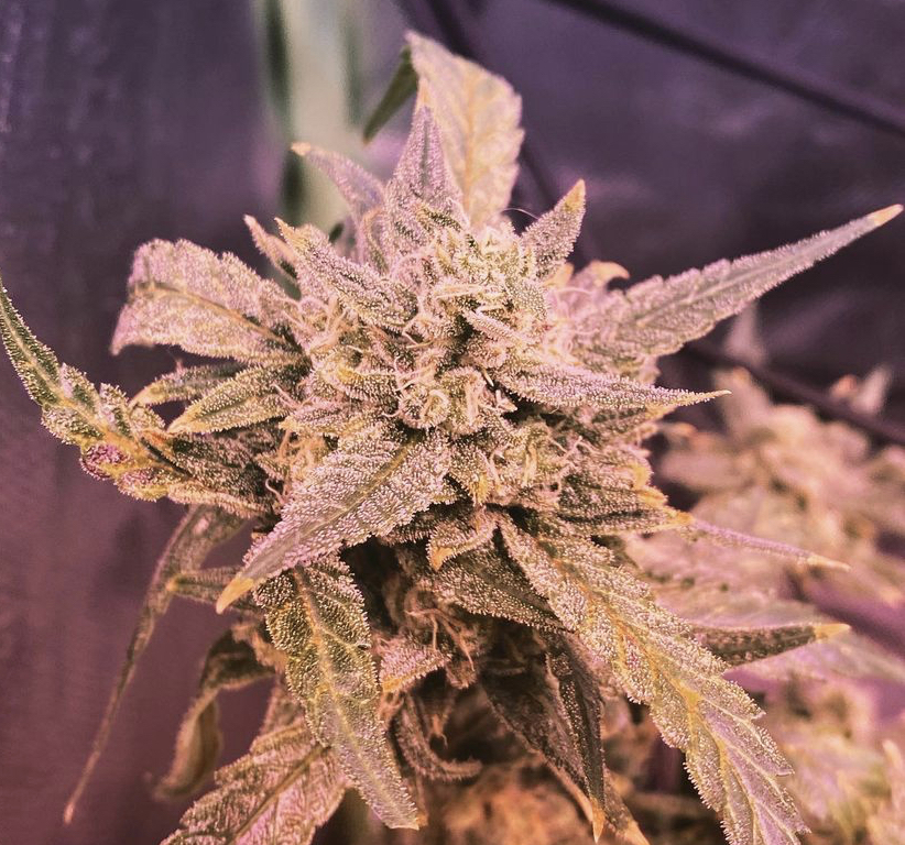 Cannabis Seeds Store