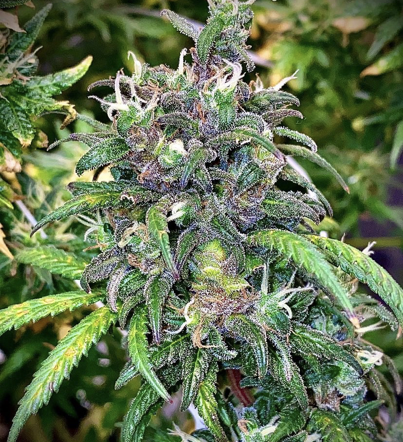 Cannabis Seeds Store