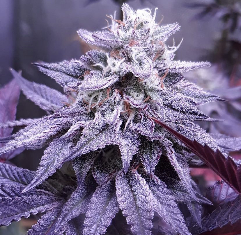 Cannabis Seeds Store