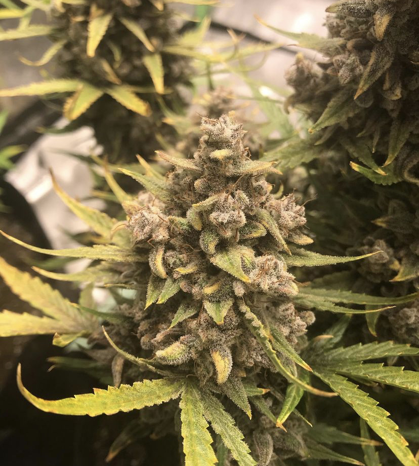 Cannabis Seeds Store