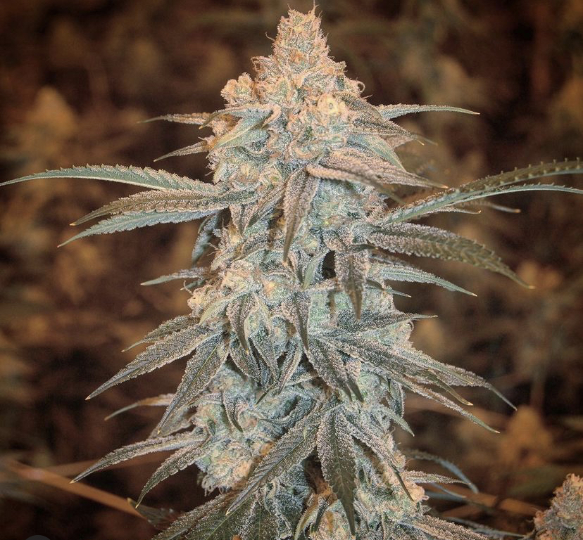 Cannabis Seeds Store