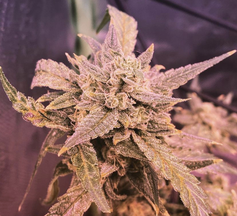 Cannabis Seeds Store