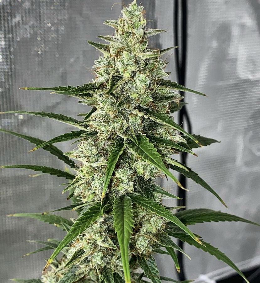 Cannabis Seeds Store