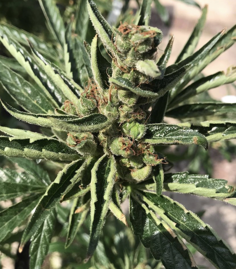 Cannabis Seeds STore