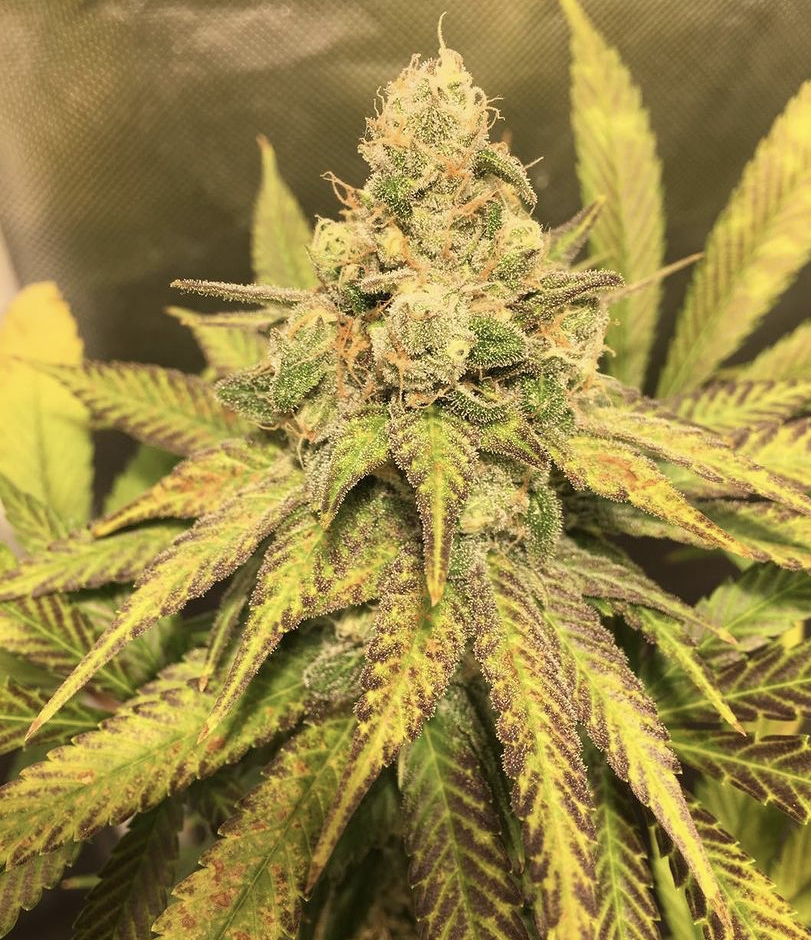 Cannabis Seeds Store