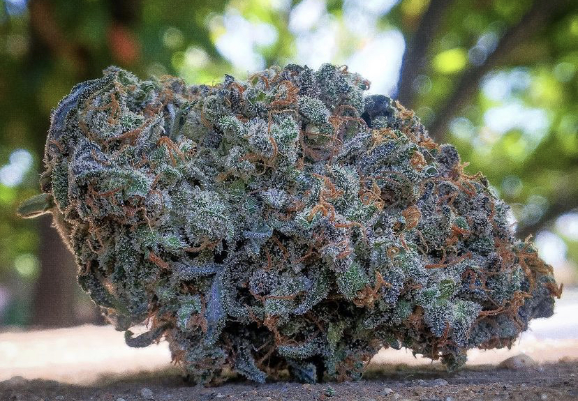 Cannabis Seeds Store