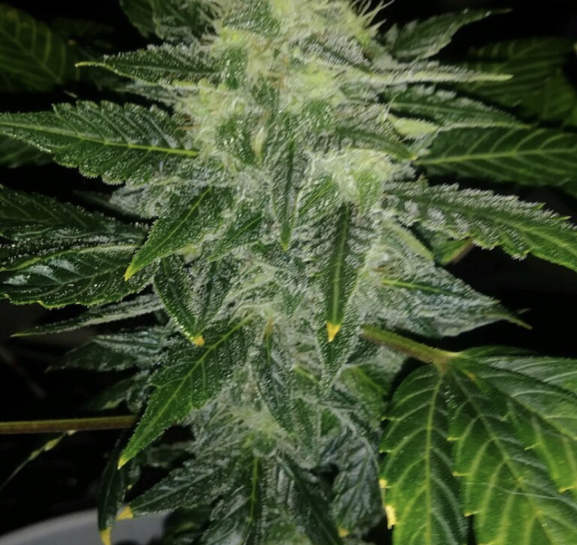 Cannabis Seeds Store