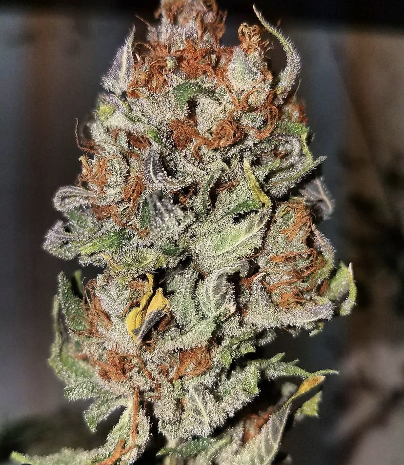 Cannabis Seeds Store