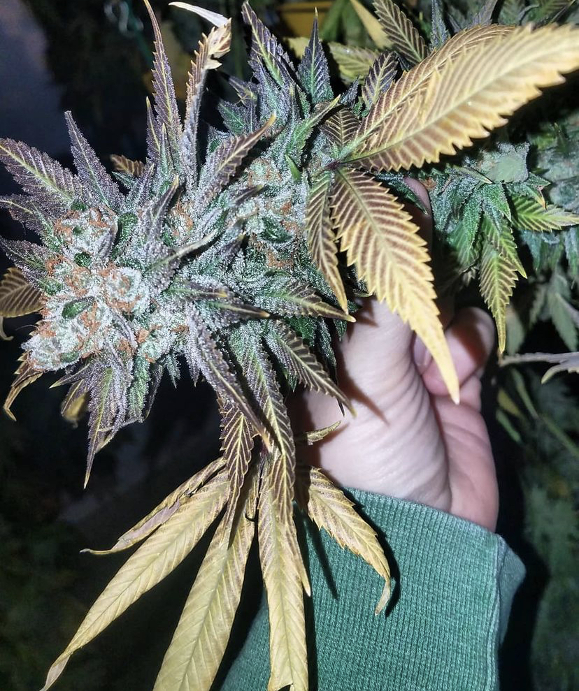 Cannabis Seeds Store