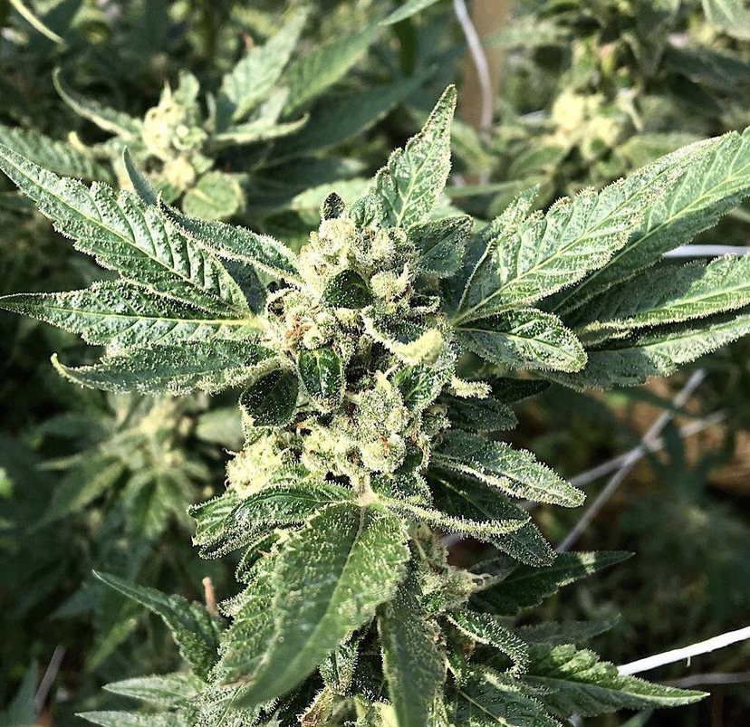 Cannabis Seeds Store